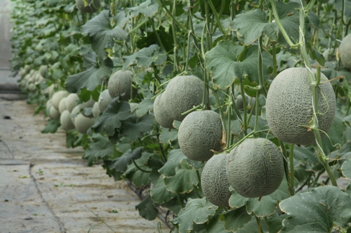 Làm giàu với dưa lưới trong nhà màng